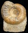 Well Preserved Stephanoceras Ammonite #11489-1